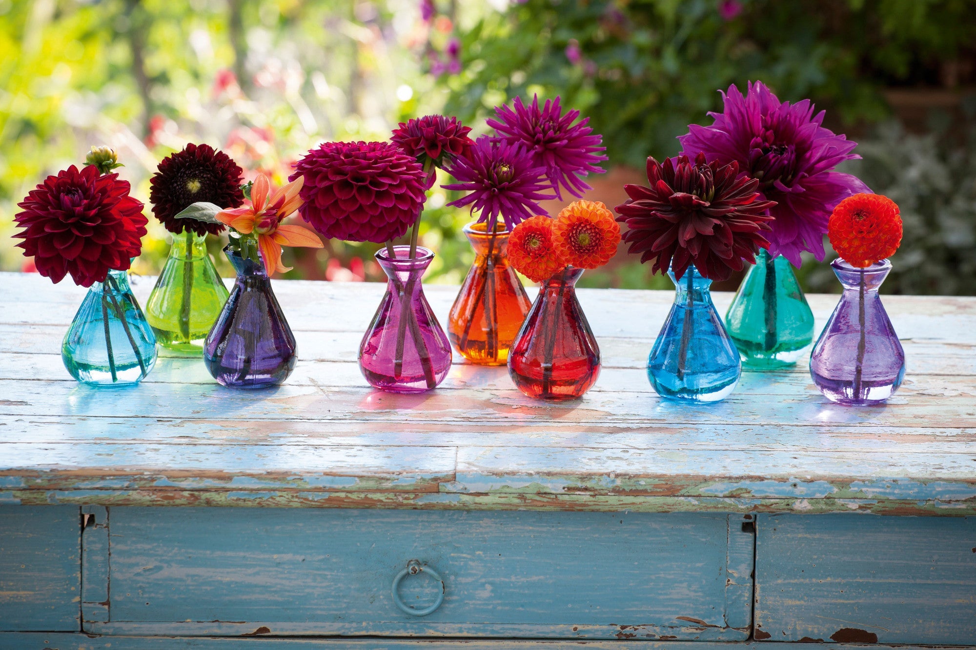 Venetian Dahlia Collection [TEST] [2]