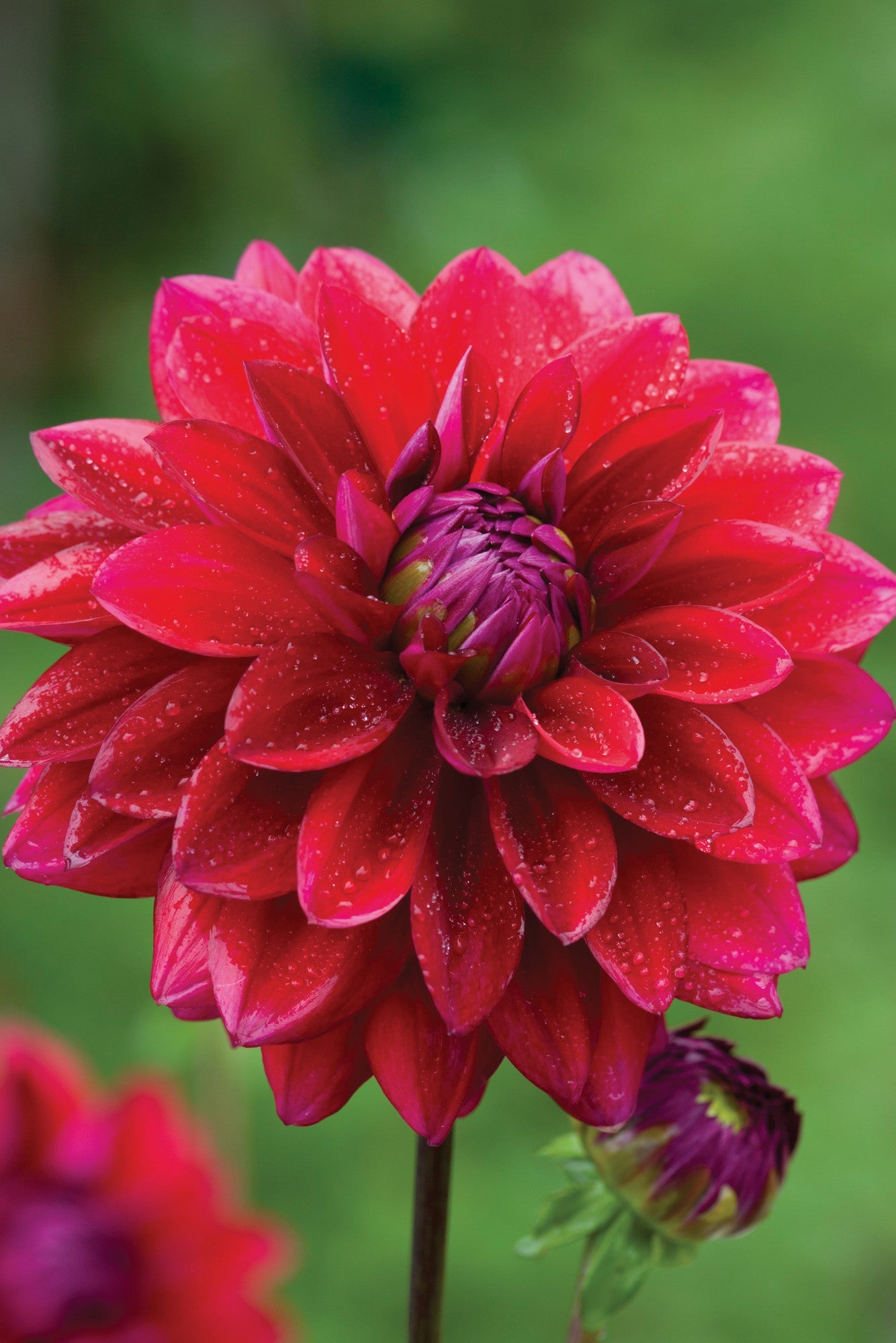 Venetian Dahlia Collection [TEST]