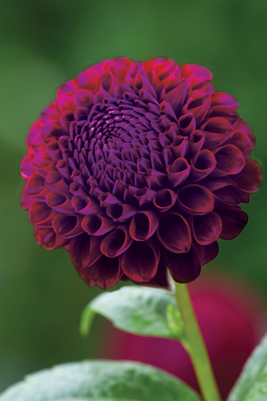 Venetian Dahlia Collection