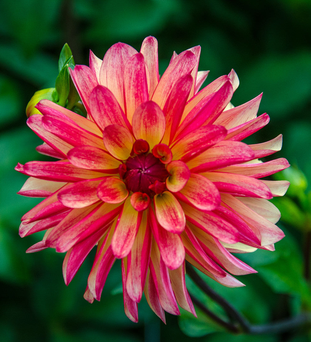 Venetian Dahlia Collection