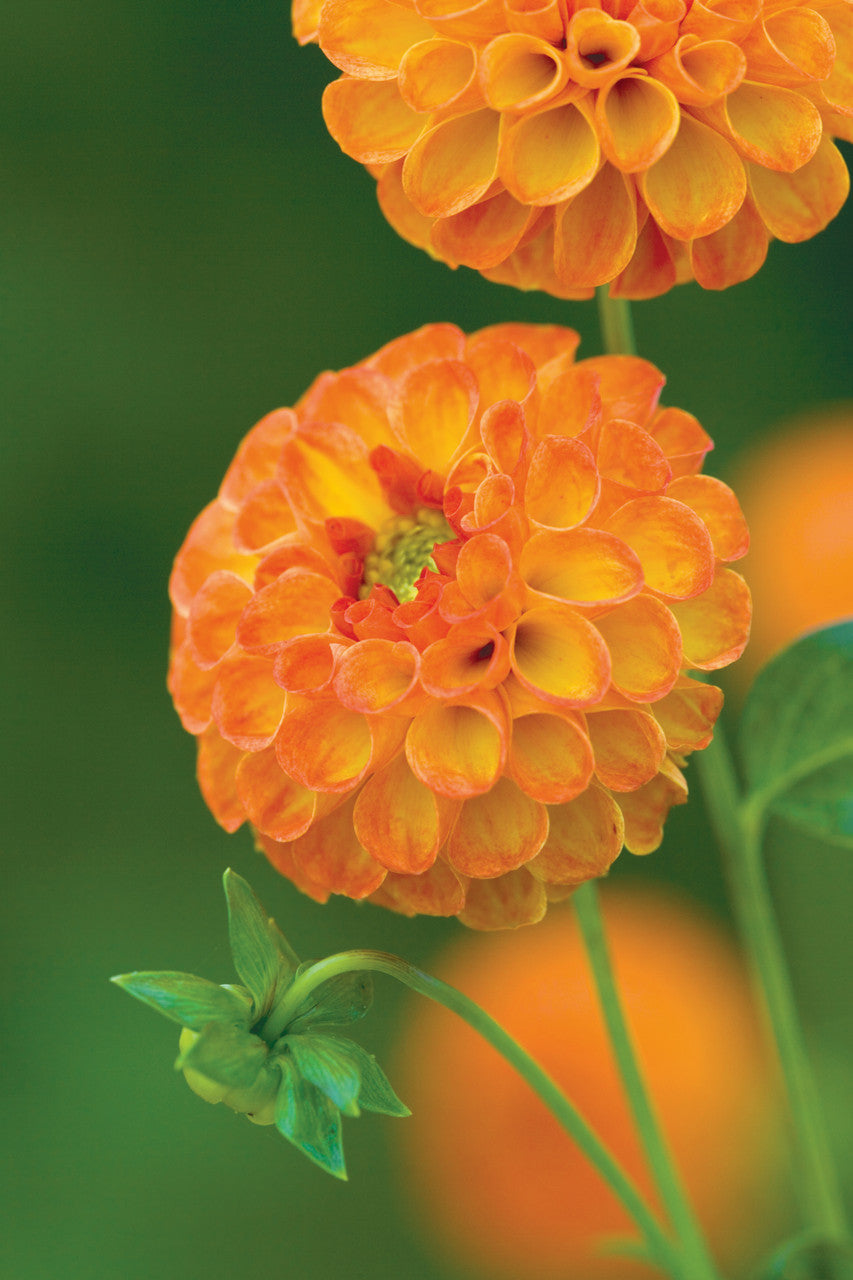 Venetian Dahlia Collection