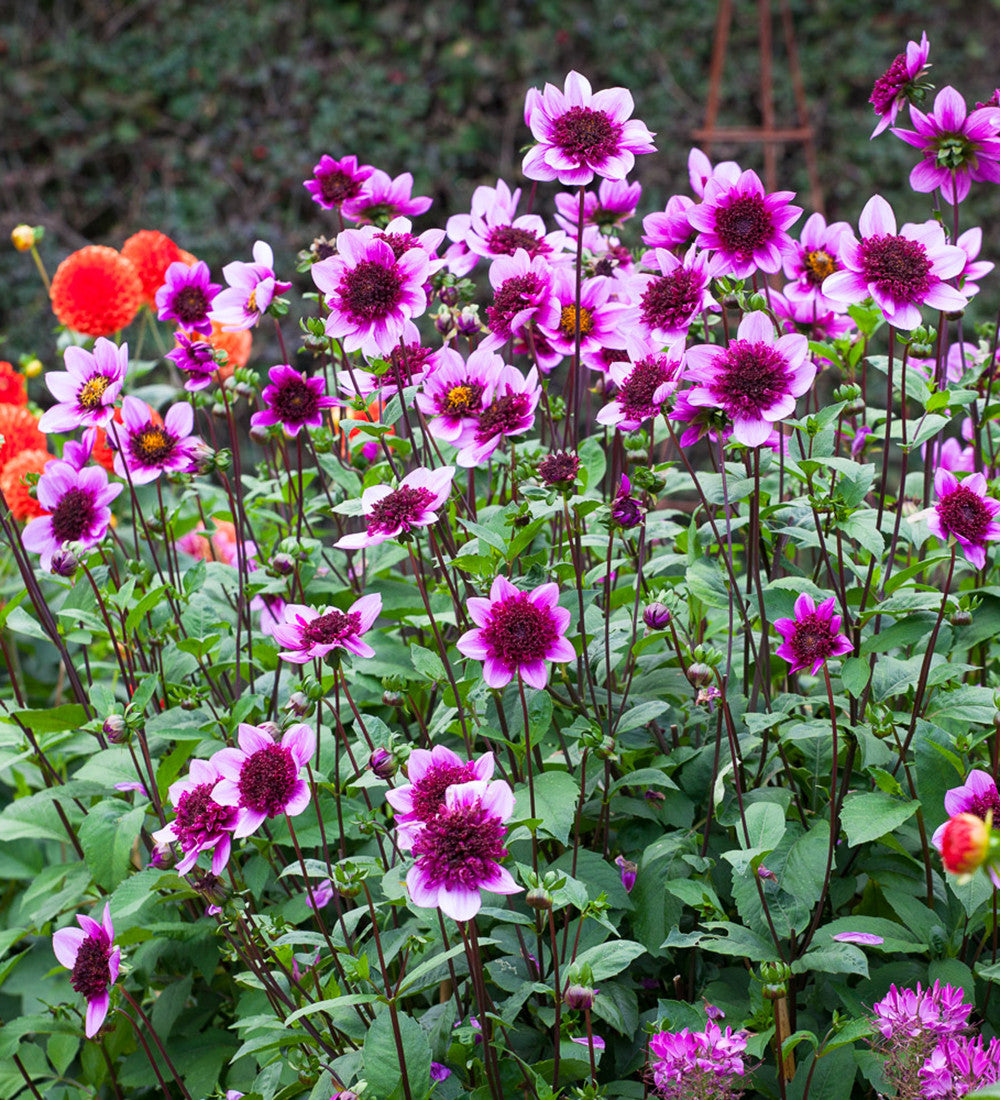Dahlia 'Blue Bayou'