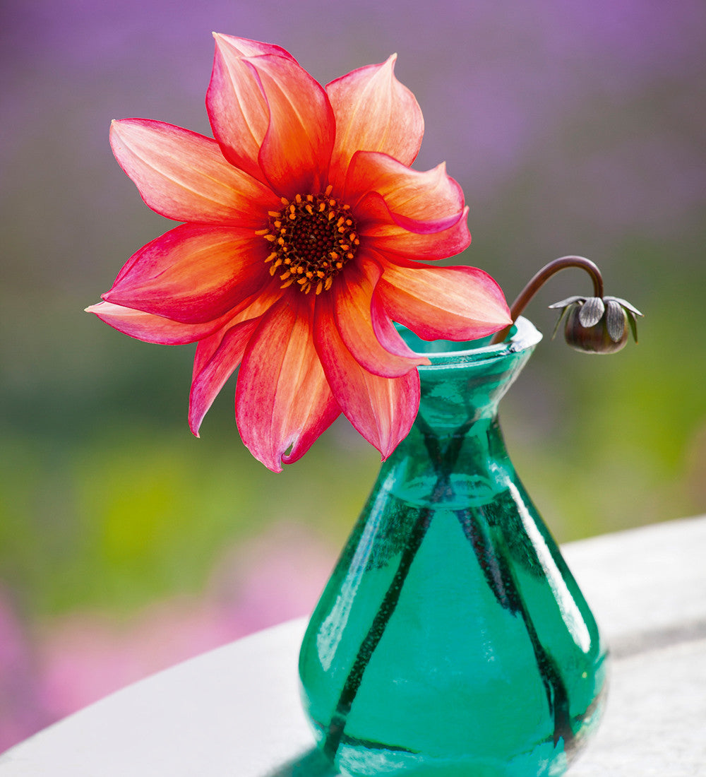 Dahlia 'Waltzing Mathilda'