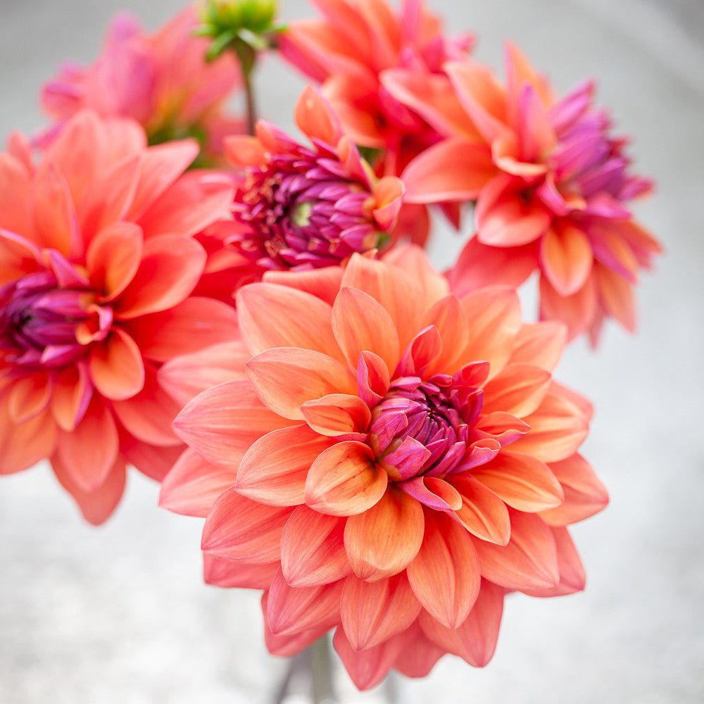 Dahlia 'American Dawn'