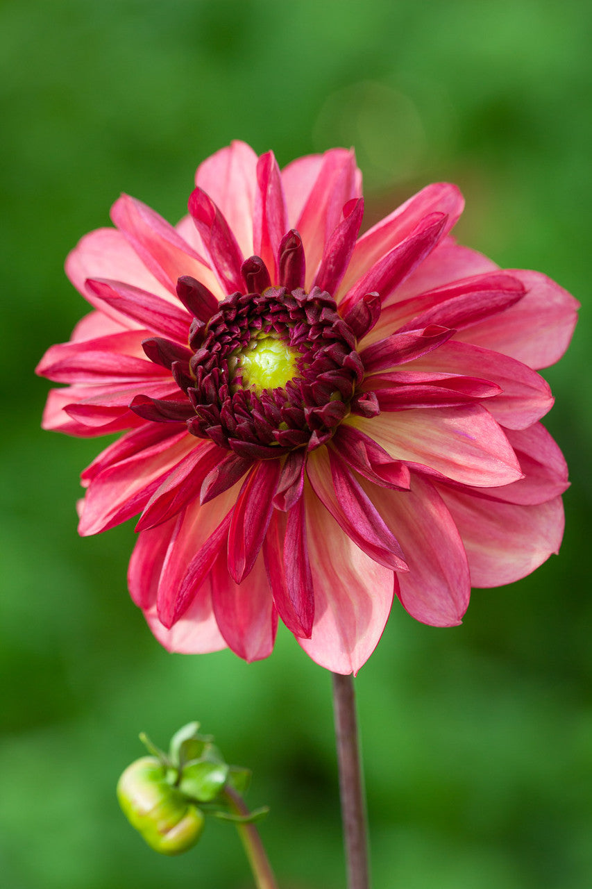 William Morris Dahlia Collection