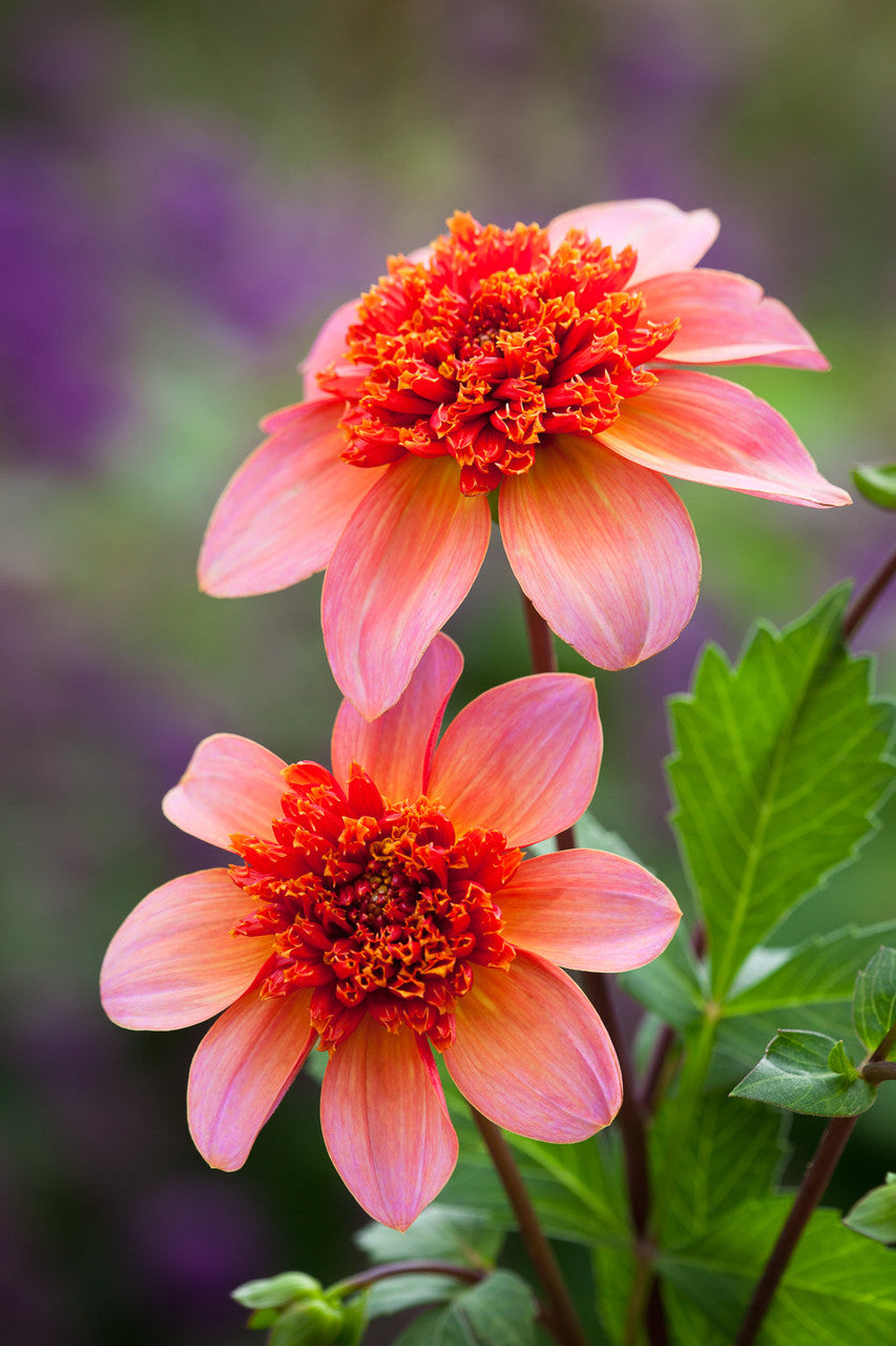 William Morris Dahlia Collection