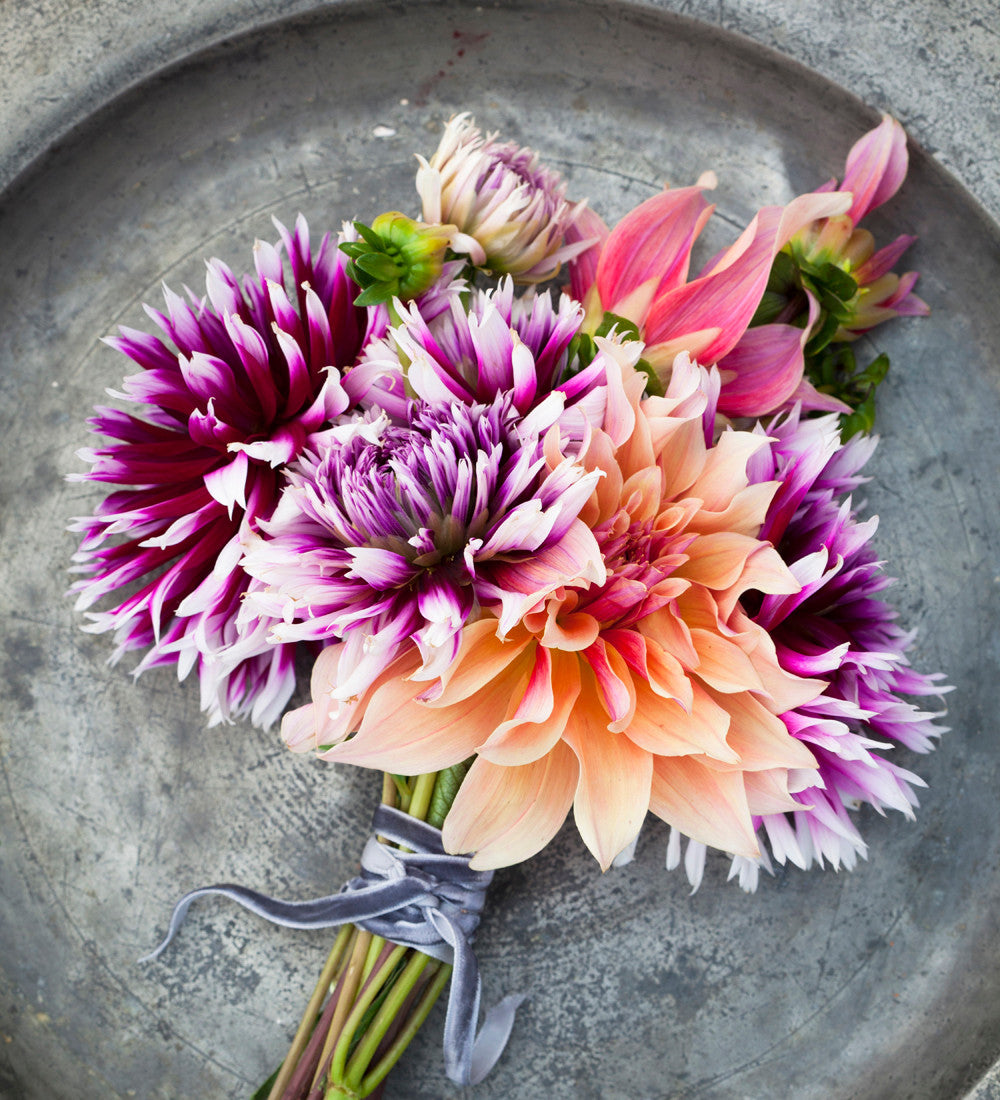 Dahlia 'Labyrinth'