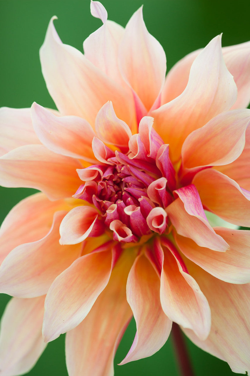 Dahlia 'Labyrinth'