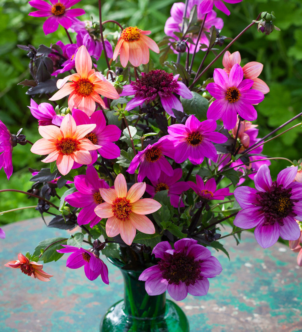 Dahlia 'Totally Tangerine'