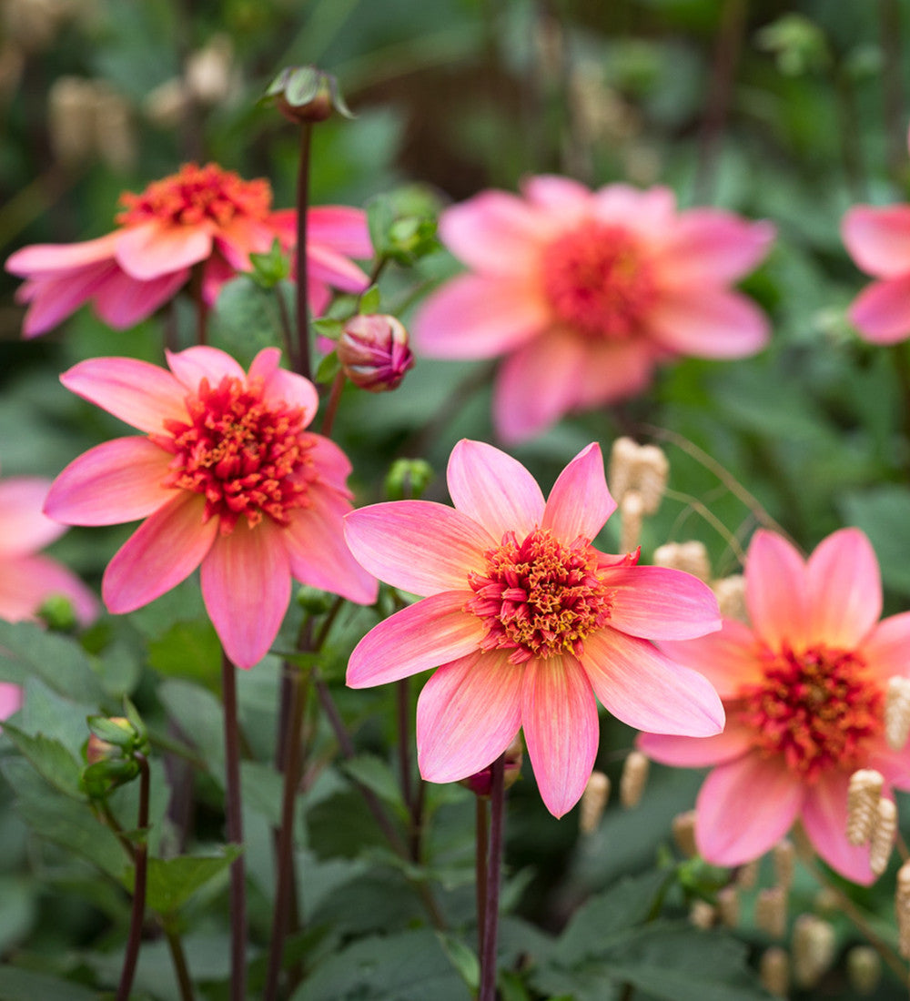 Dahlia 'Totally Tangerine'