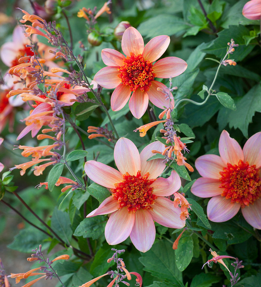Dahlia 'Totally Tangerine'
