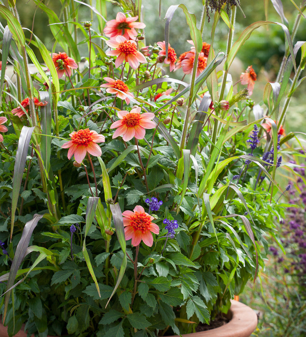 Dahlia 'Totally Tangerine'