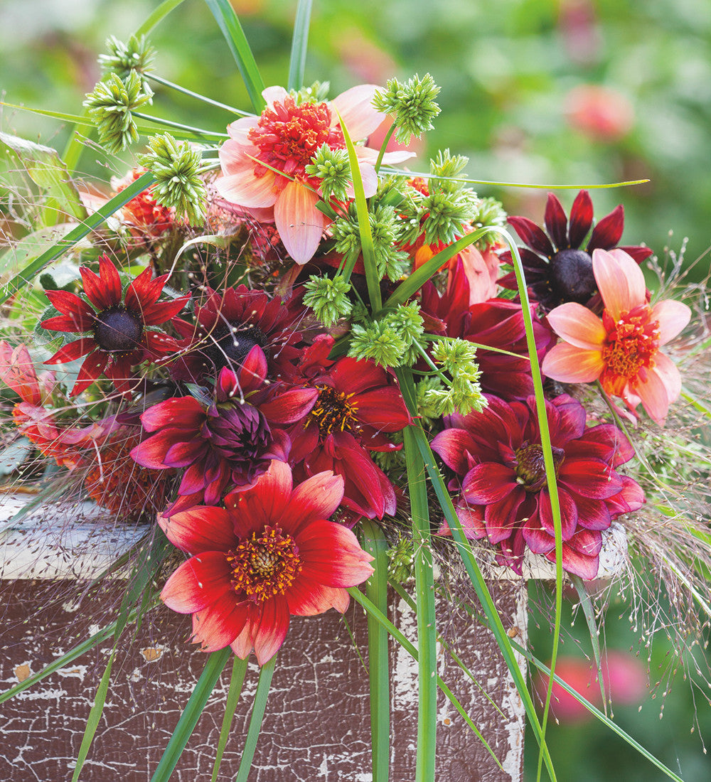 Dahlia 'Totally Tangerine'