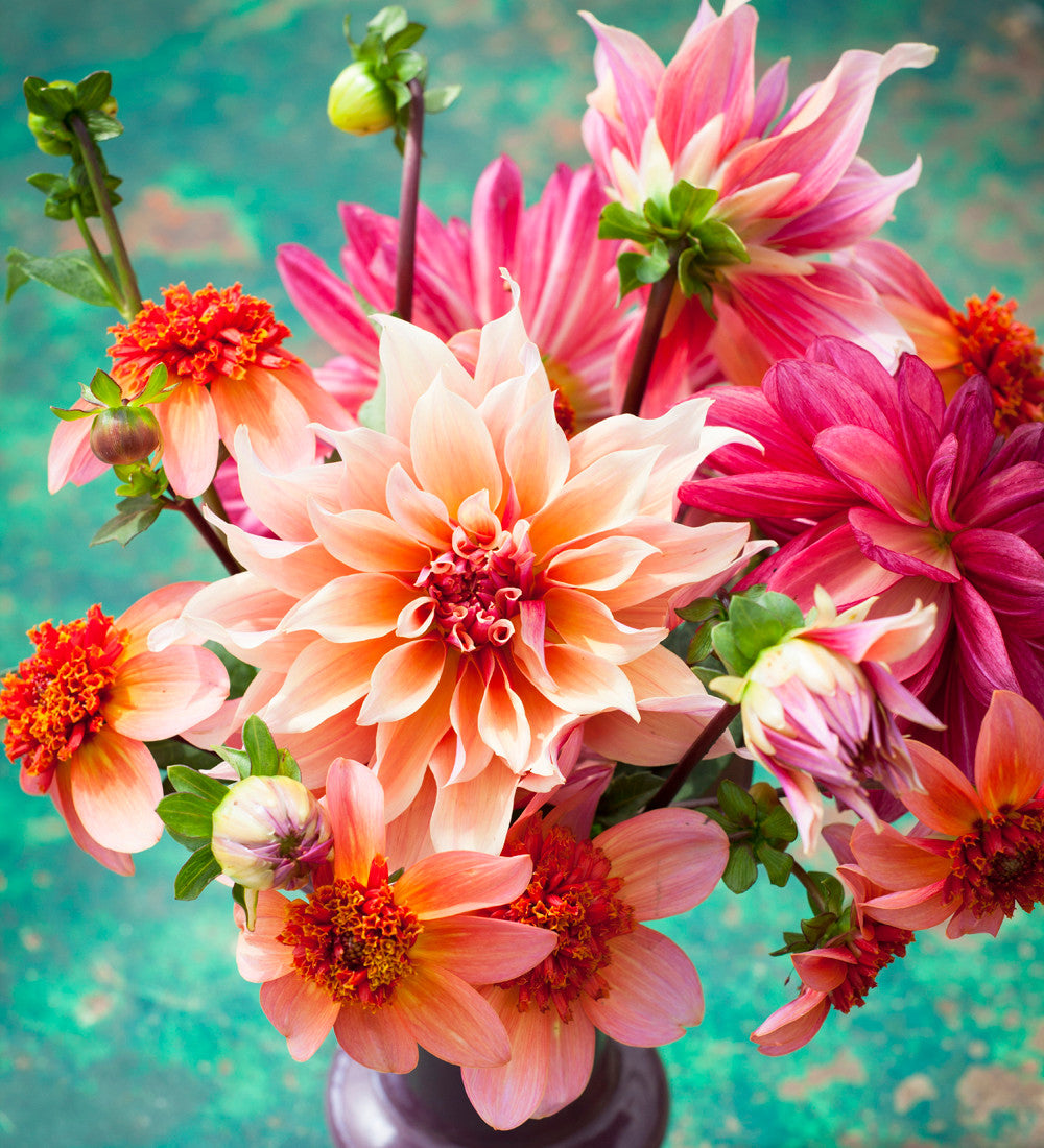 Dahlia 'Totally Tangerine'