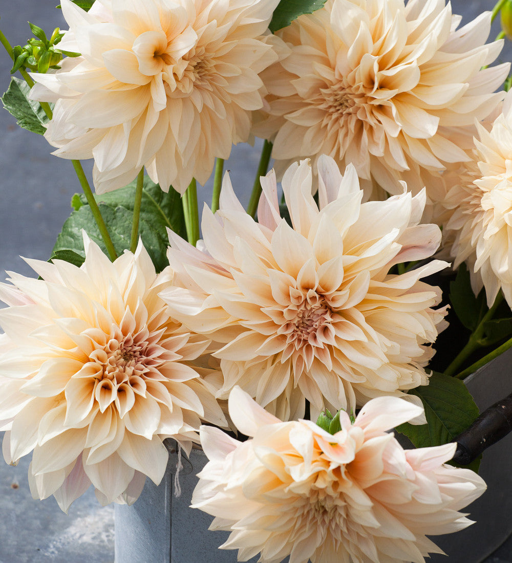 Dahlia 'Café au Lait'