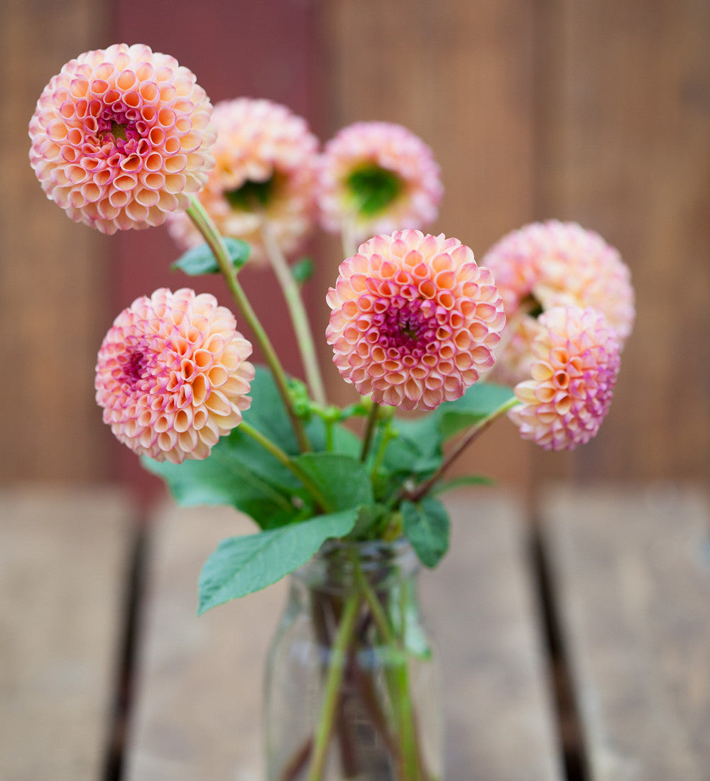 Dahlia 'Burlesca'