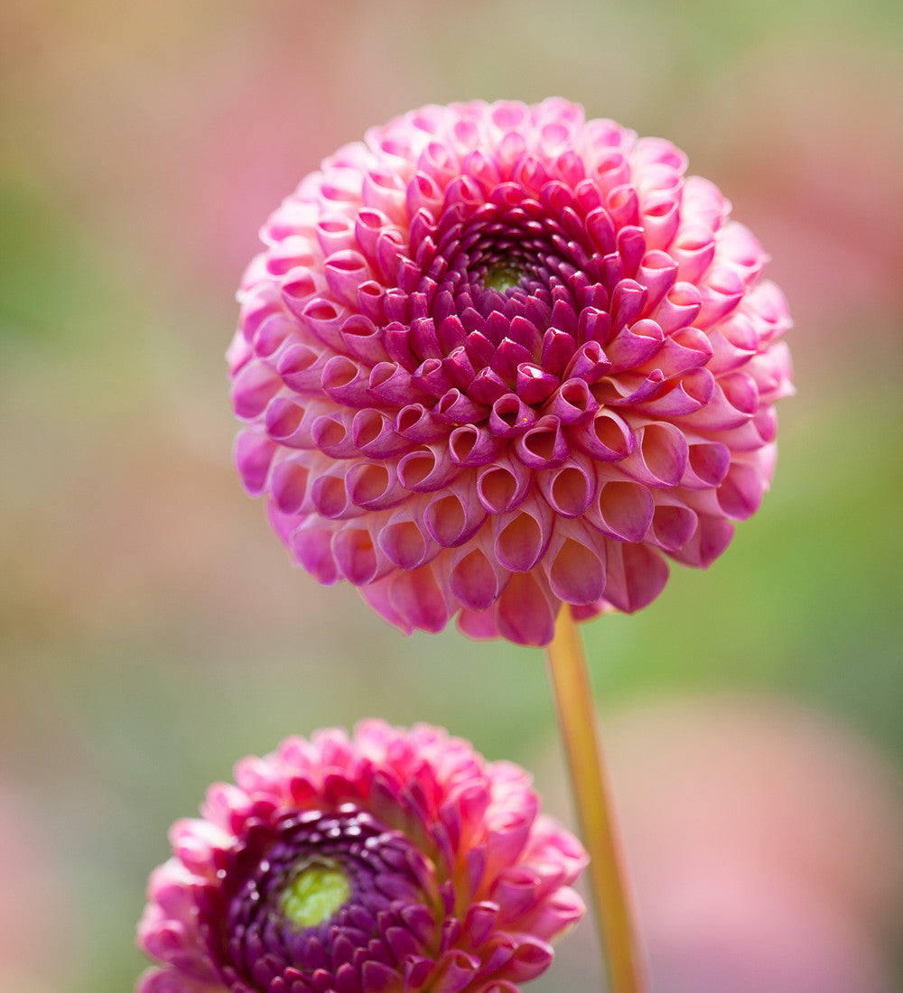 Dahlia 'Burlesca'