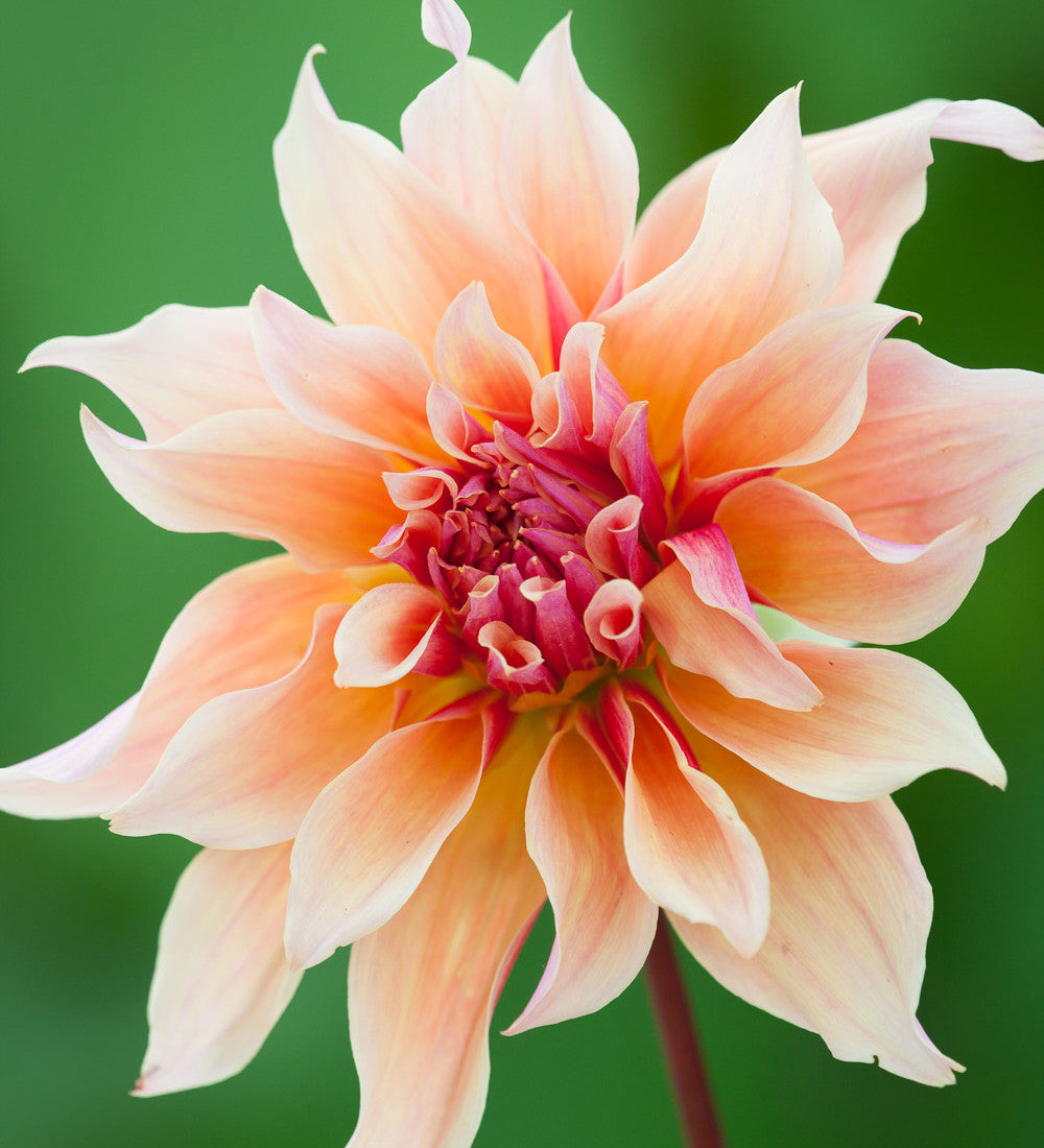 Best Ever Dahlia Collection