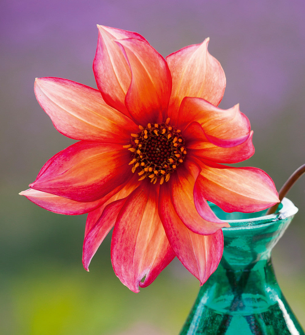 Best Ever Dahlia Collection