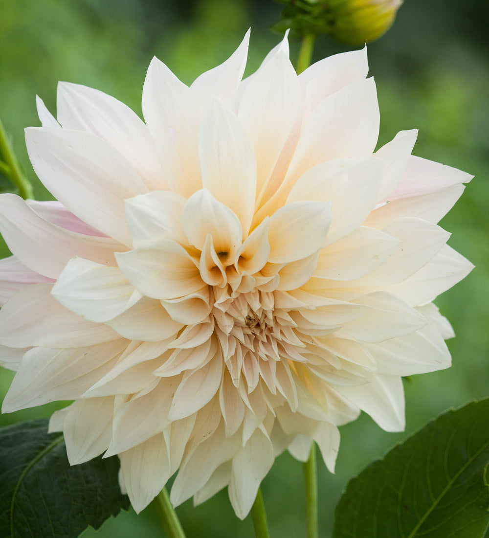 Rubens Dahlia Collection