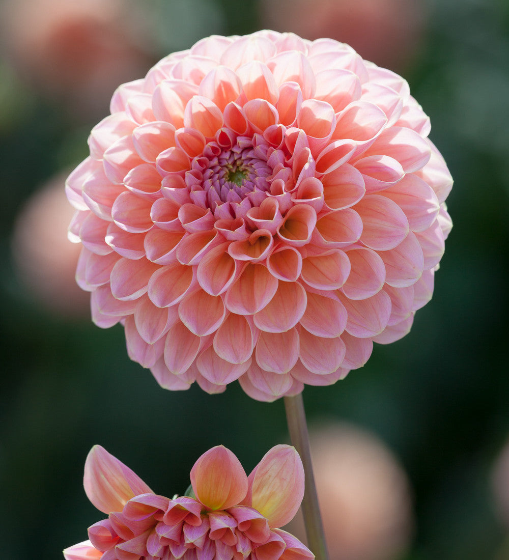 Rubens Dahlia Collection
