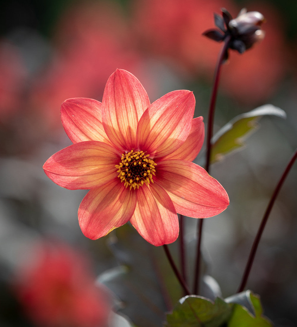Dahlia 'Schipper’s Bronze’