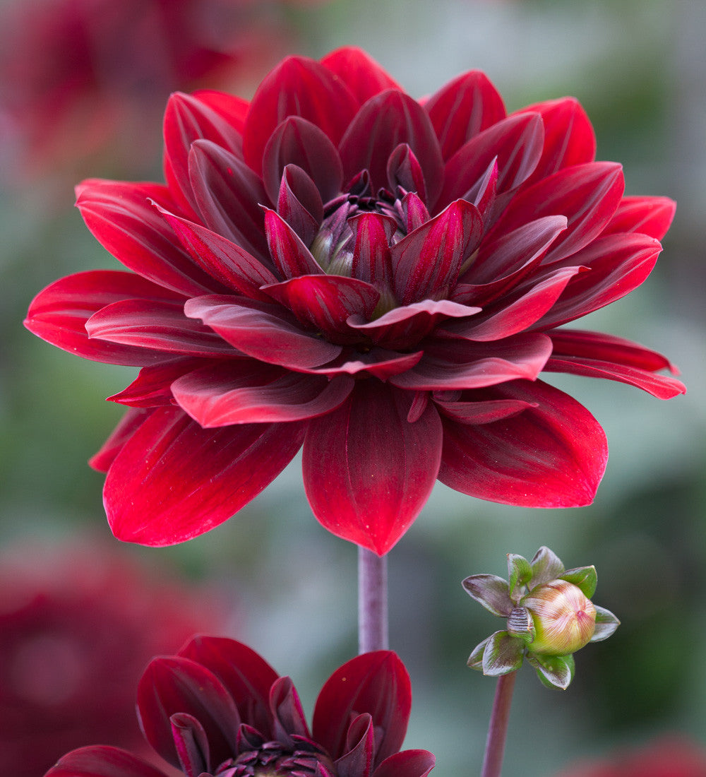 Dahlia 'After Dusk'