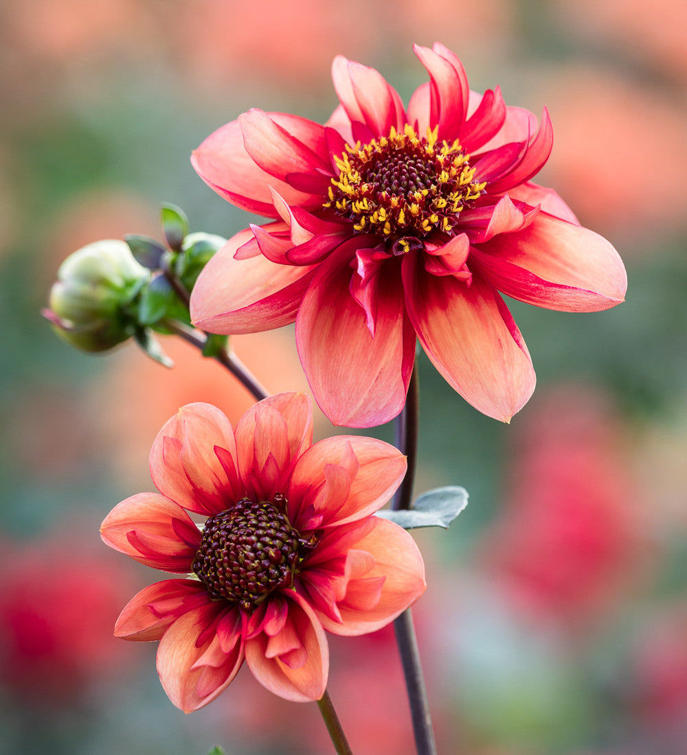 Dahlia 'Sarah Raven'