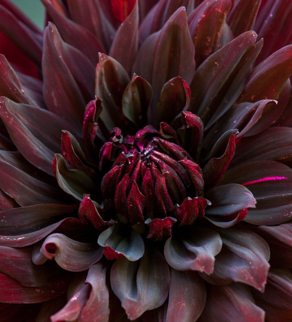 Dahlia 'Black Jack'