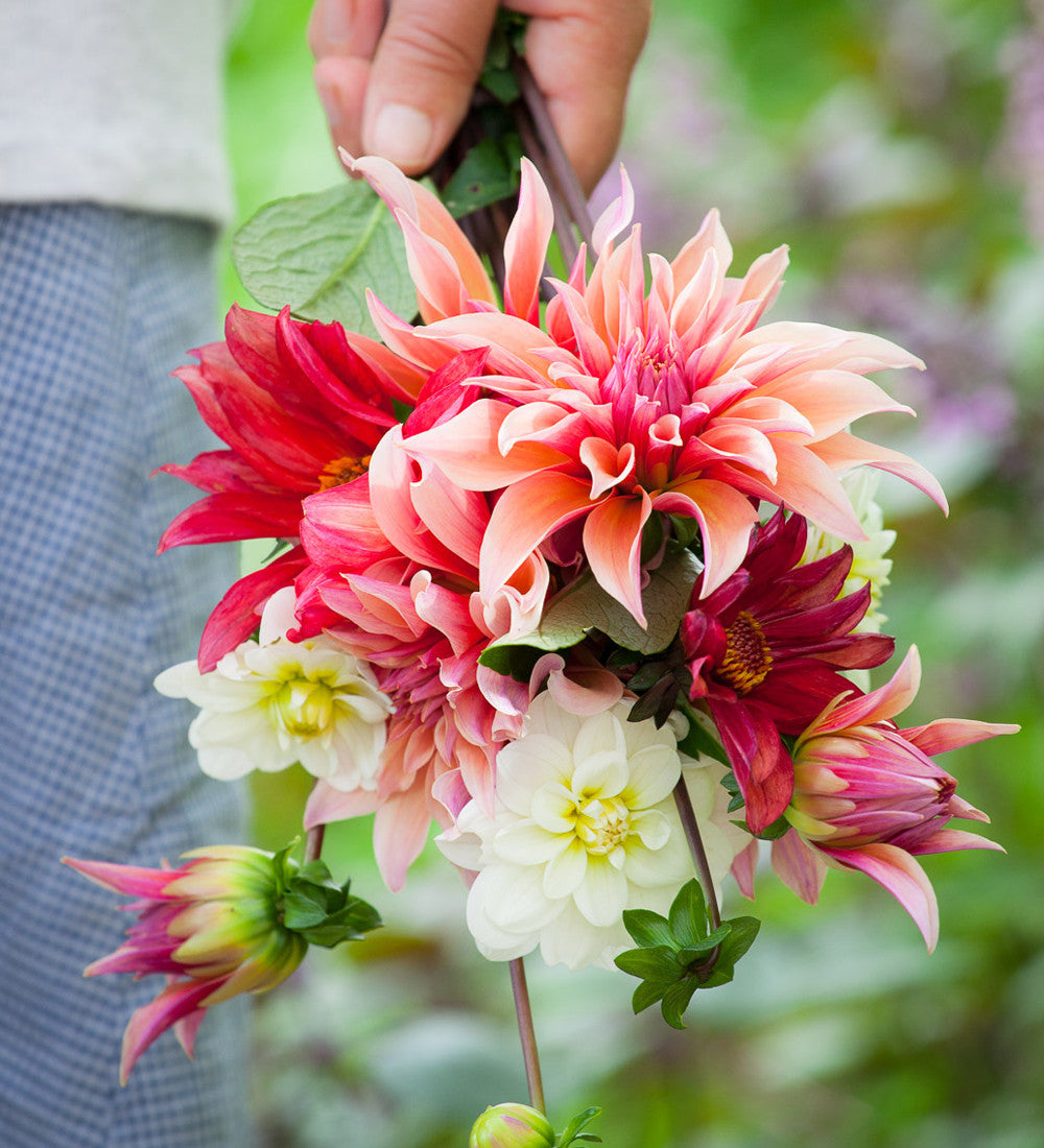 Best Ever Dahlia Collection in a Gift Box (6 tubers)