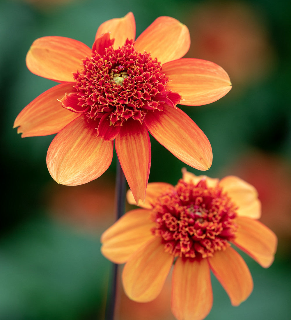 Sarah Raven Exclusives Dahlia Collection