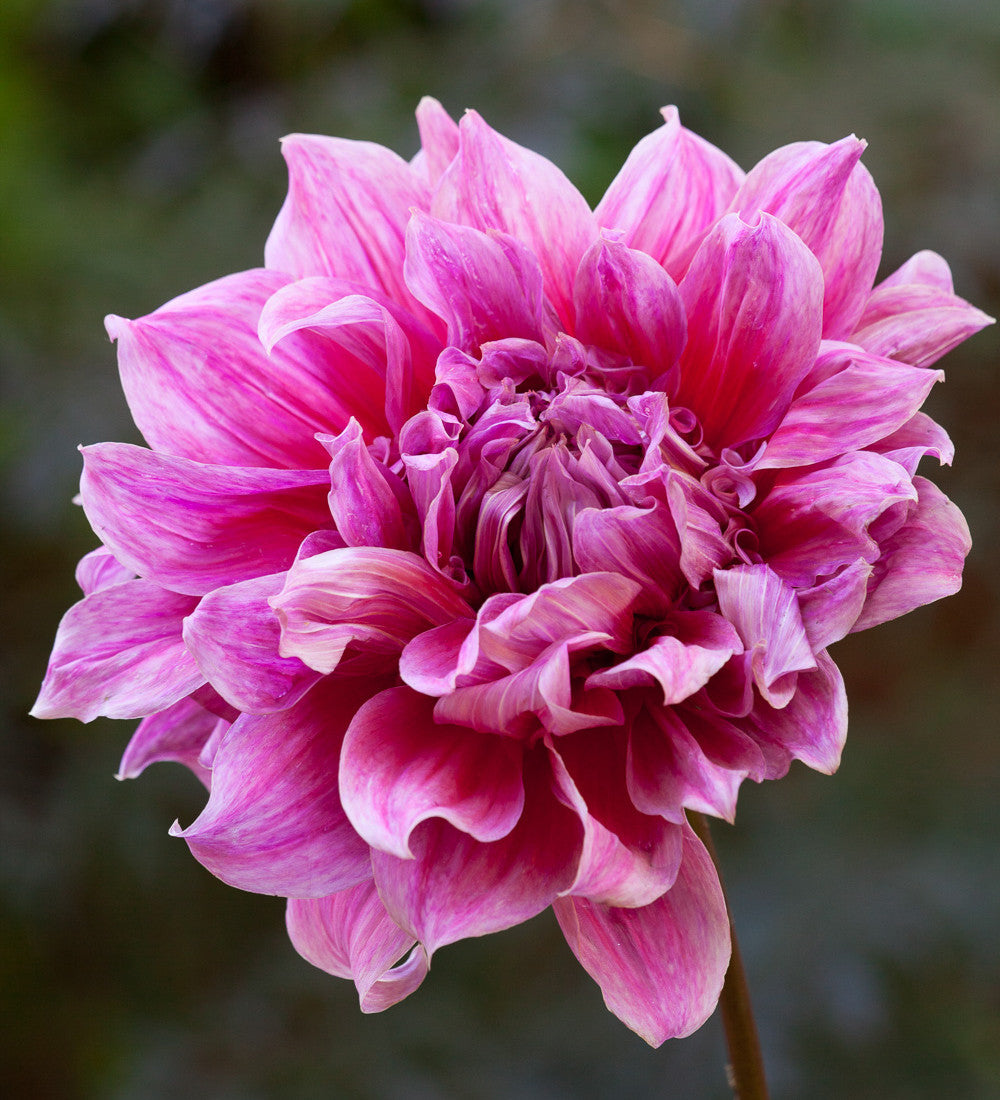 Rajasthan Dahlia Collection
