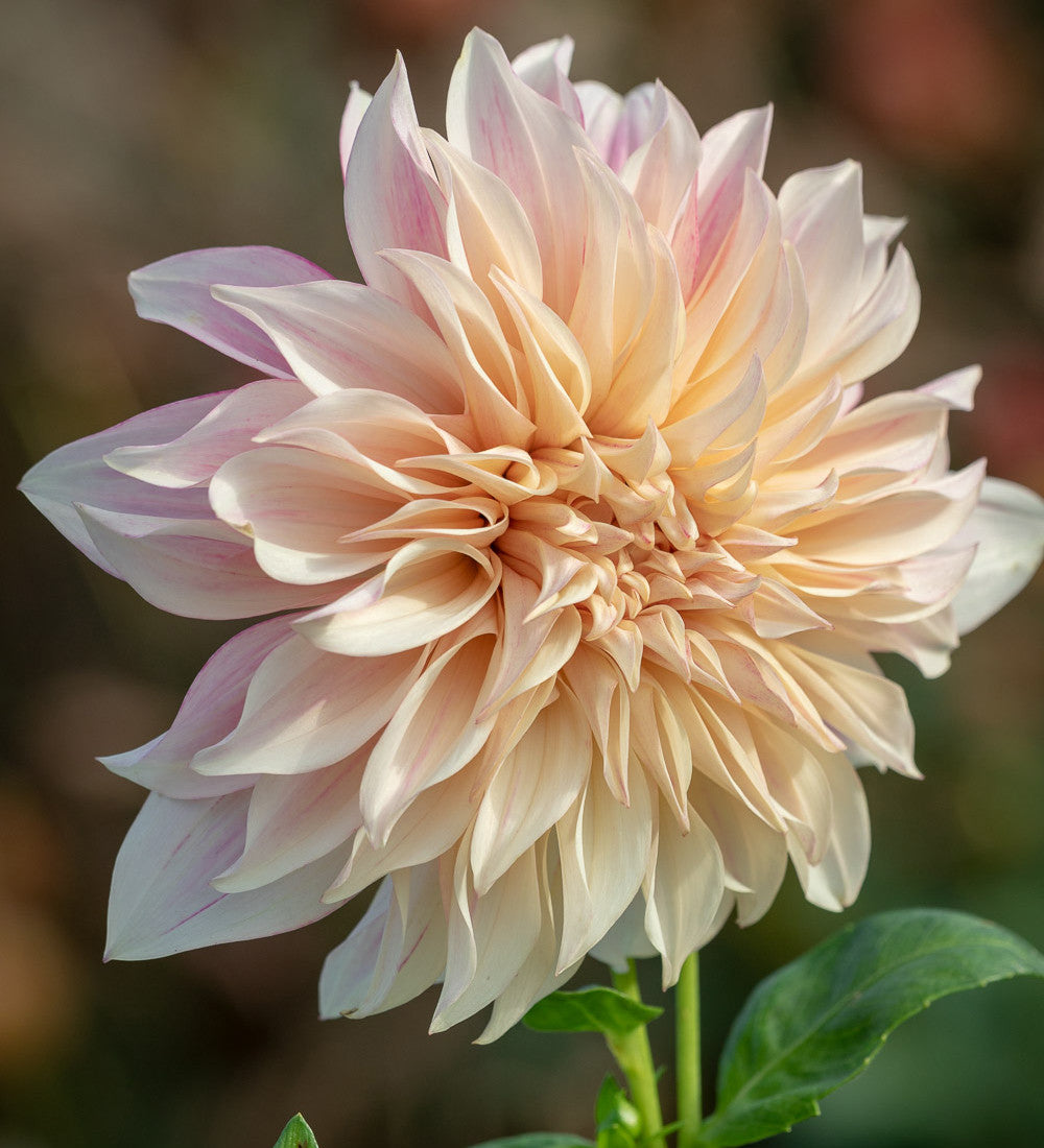 Dahlias as Peonies Collection