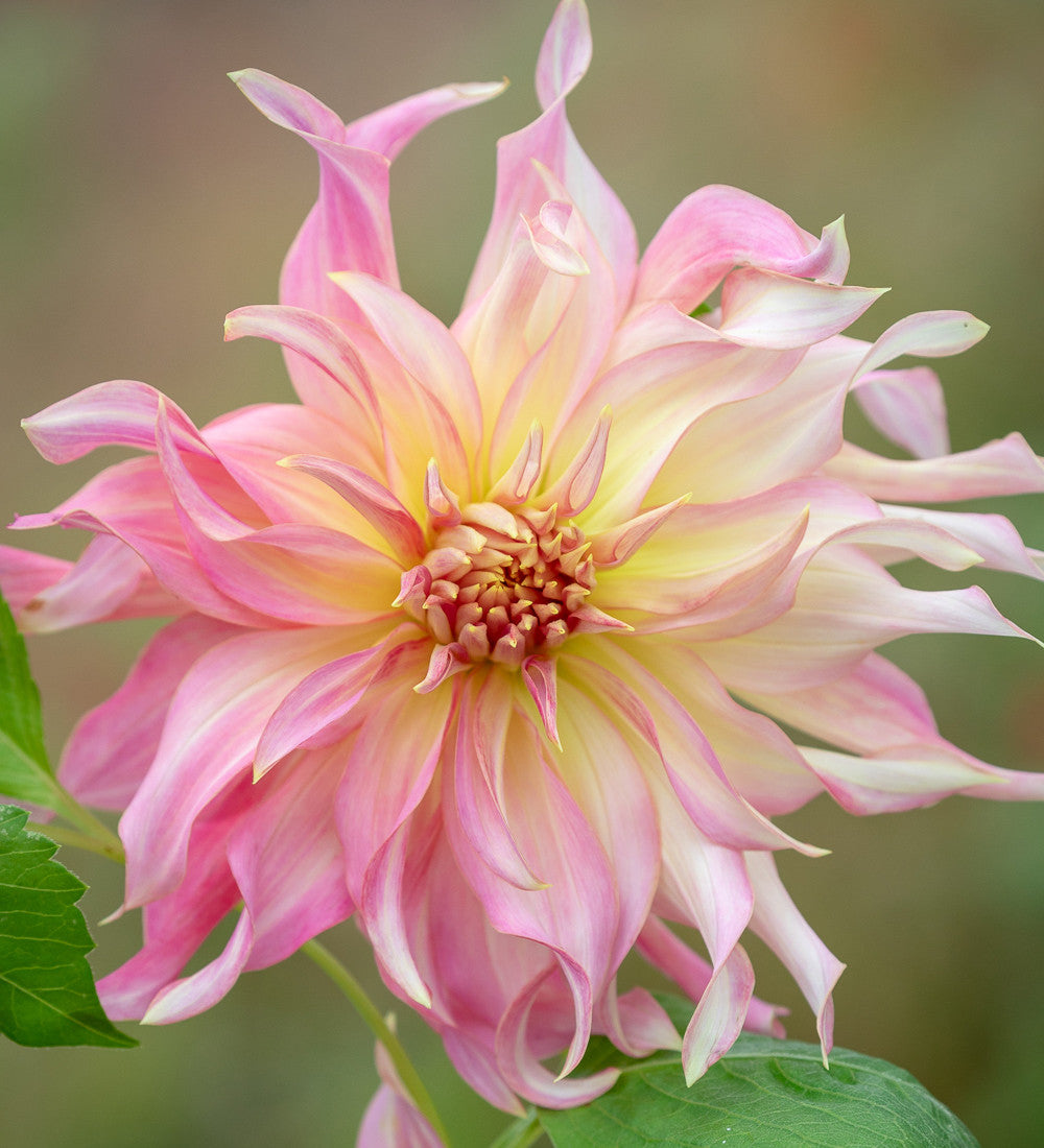 Dahlias as Peonies Collection