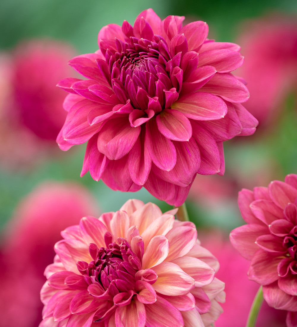 Dahlias as Peonies Collection