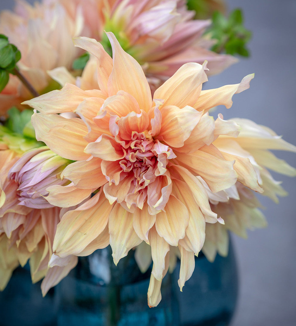 Dahlia 'Mango Madness'