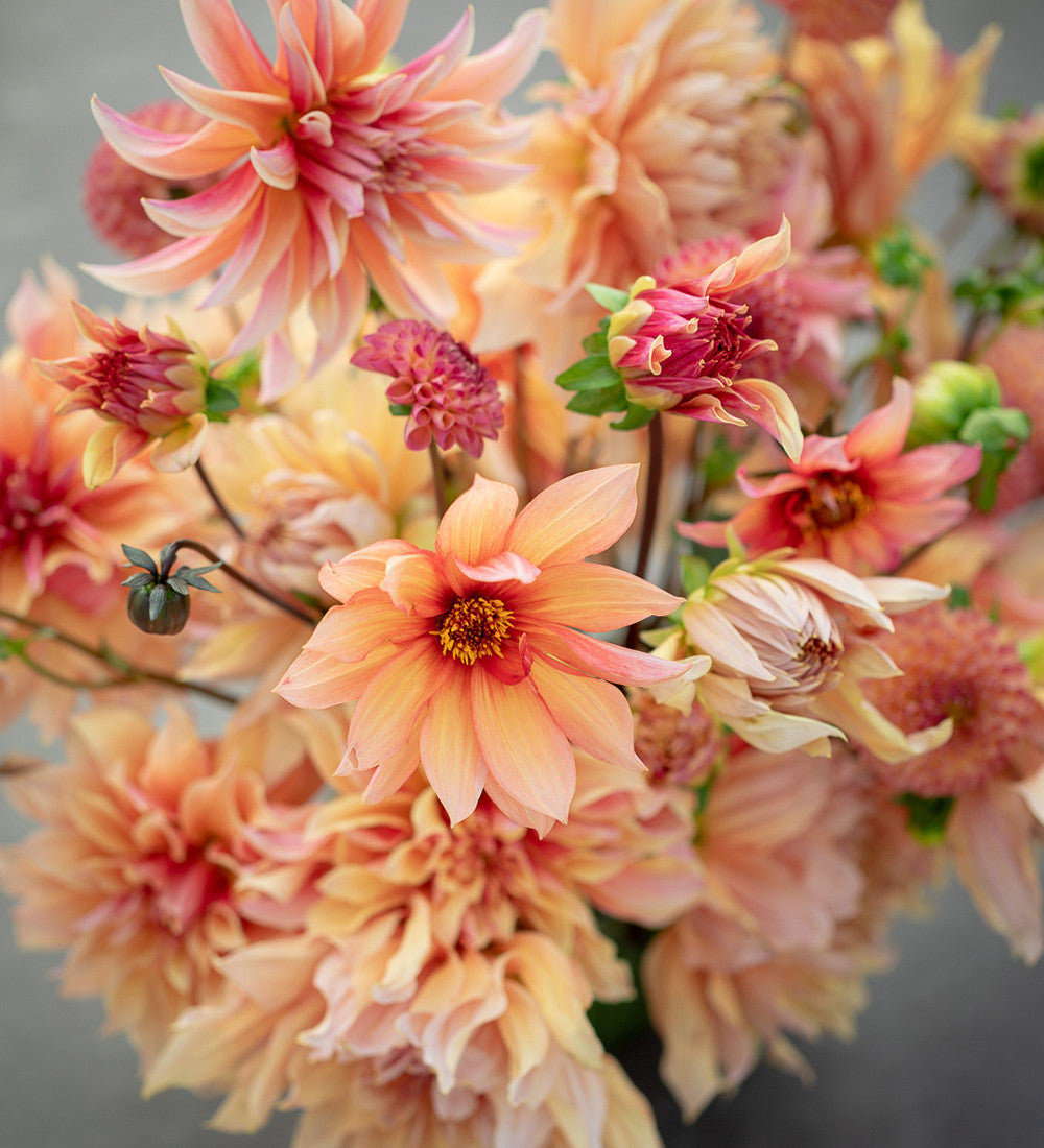 Dahlia 'Mango Madness'