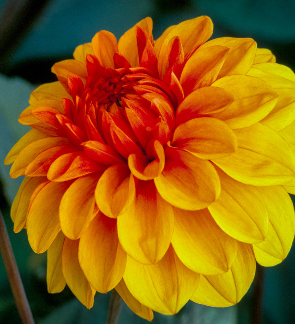 Dahlia 'David Howard'
