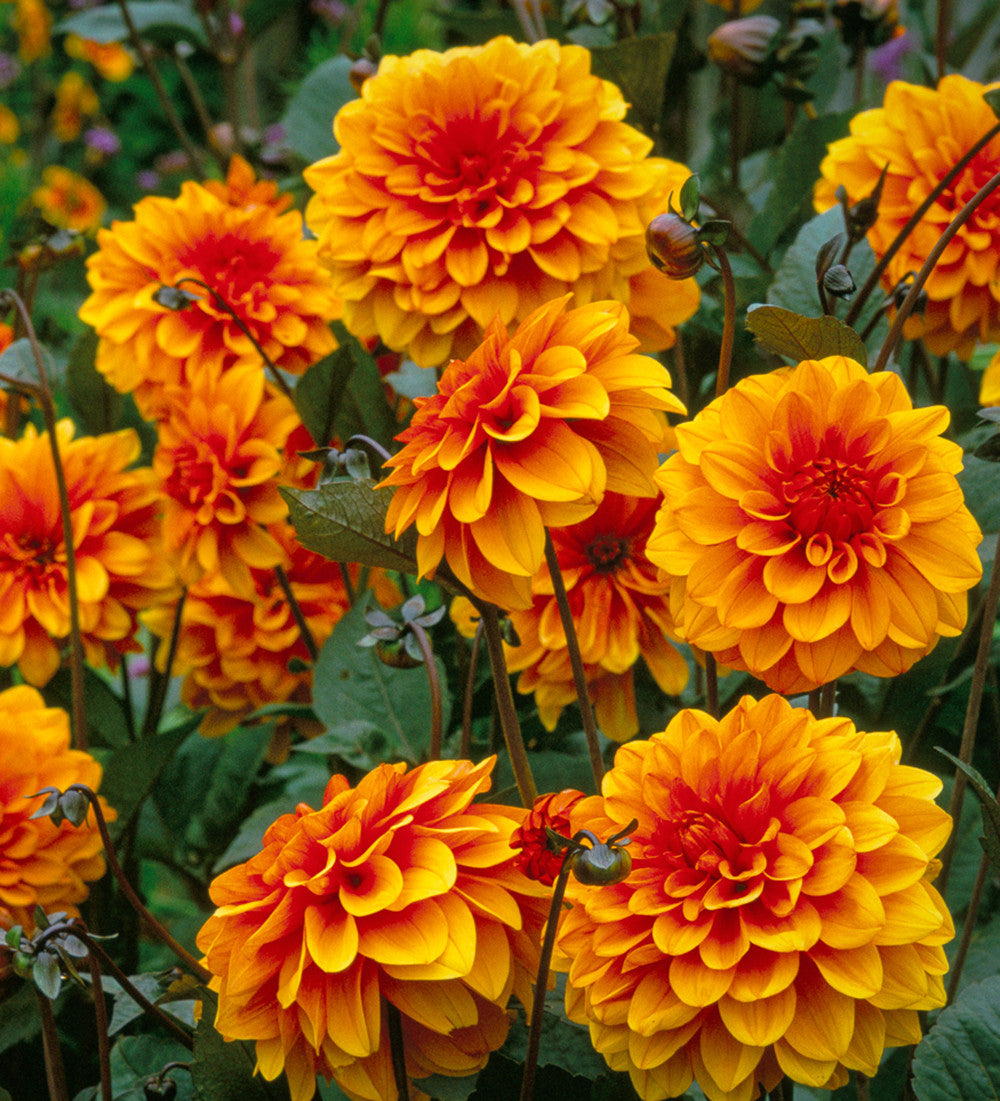 Dahlia 'David Howard'