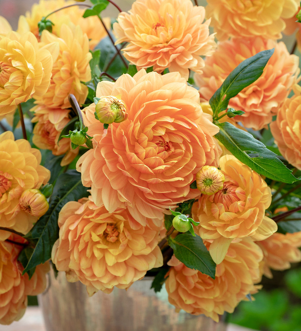 Dahlia 'Rancho'