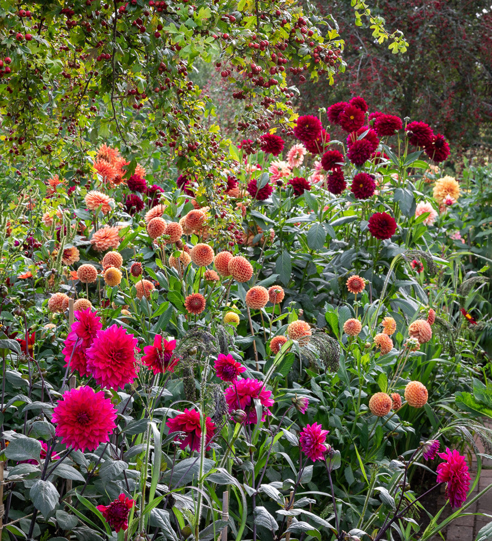 Dahlia 'Cornel Brons'