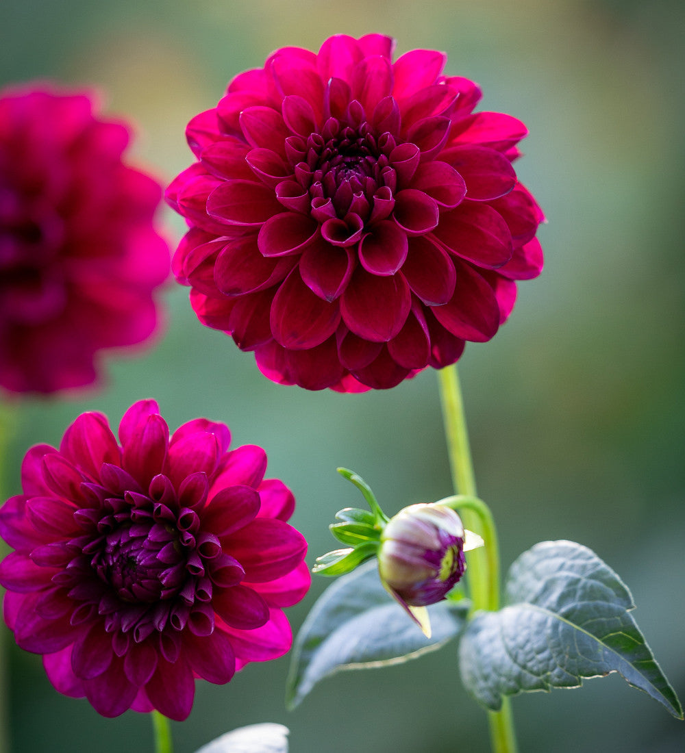 Dahlia 'Gypsy Night'