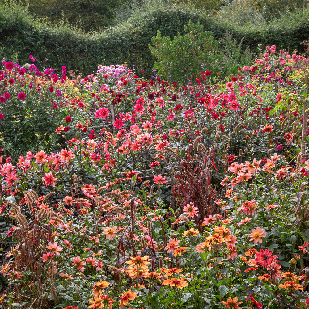 Persian Carpet Dahlia Collection
