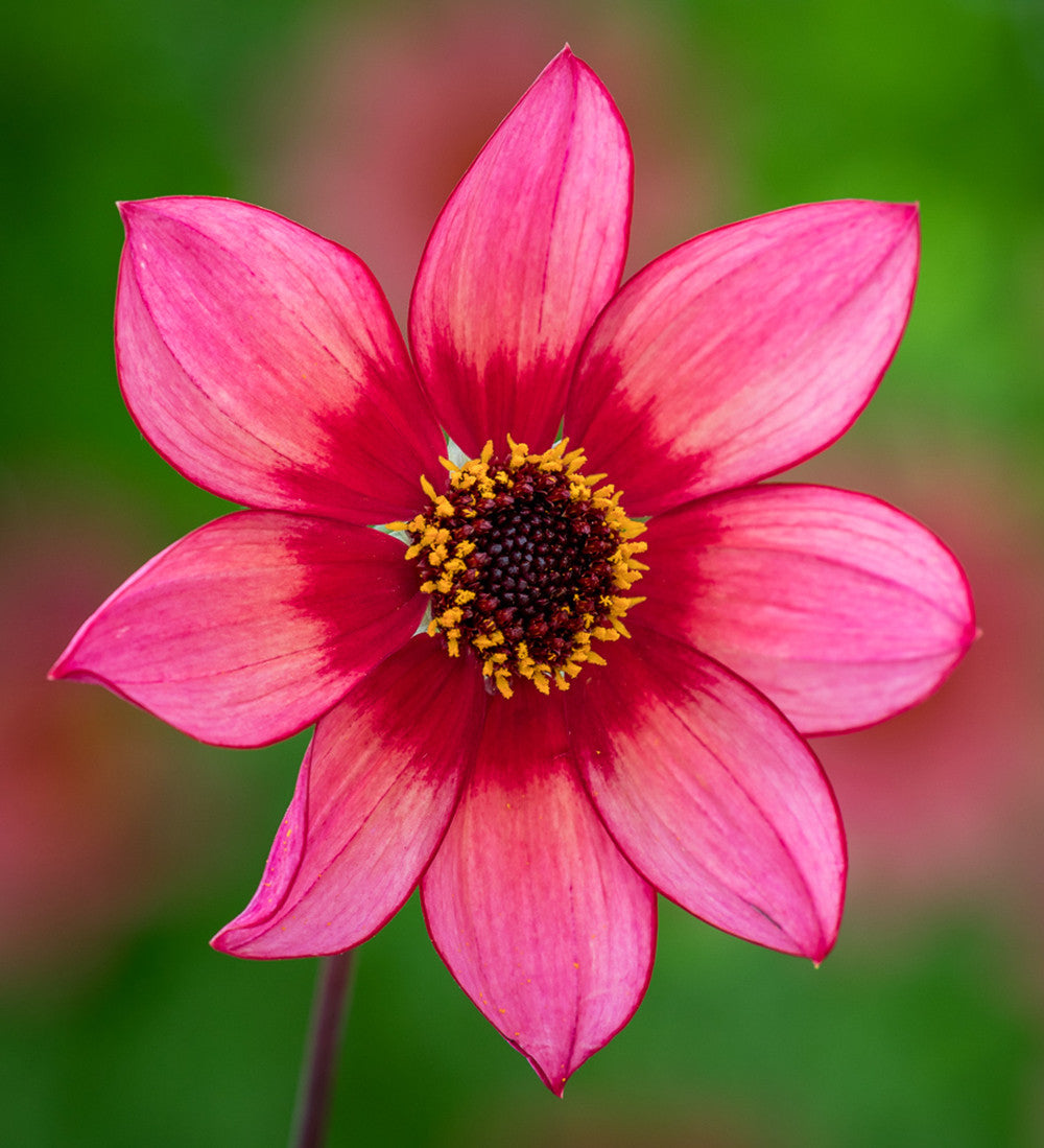Persian Carpet Dahlia Collection