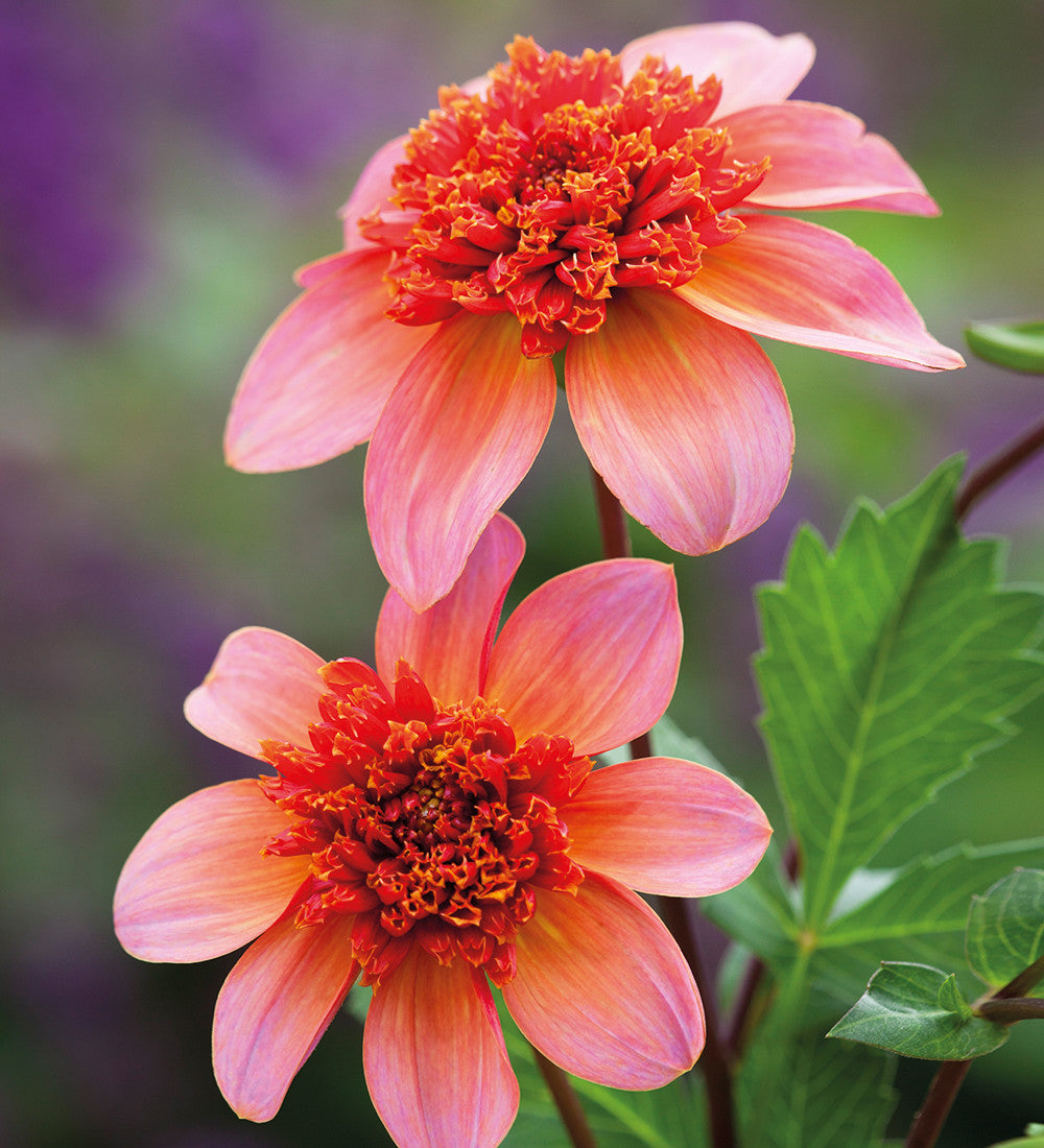 Persian Carpet Dahlia Collection