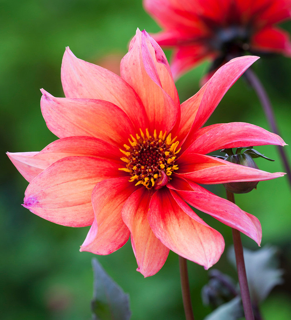 Persian Carpet Dahlia Collection