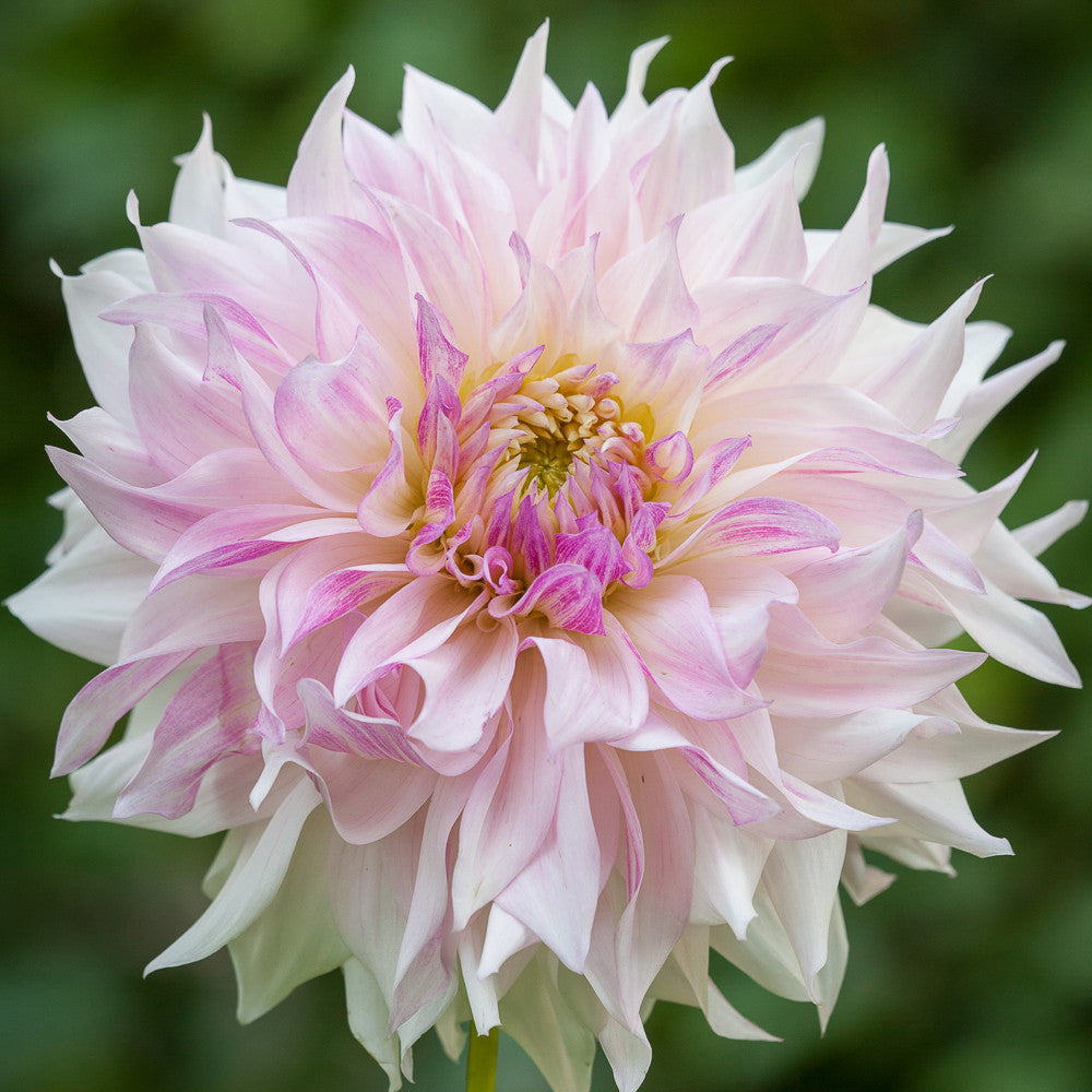 Manhattan Loft Dahlia Collection