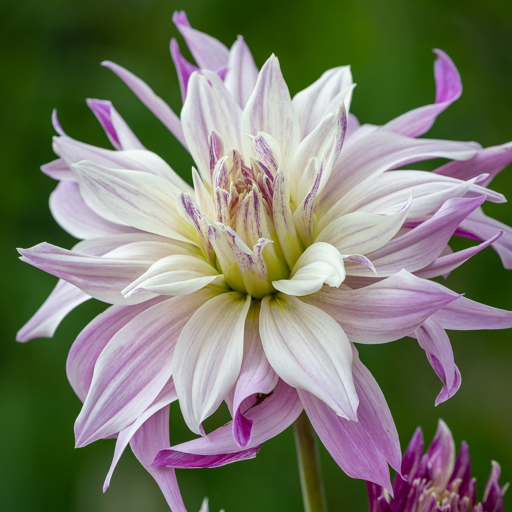 Manhattan Loft Dahlia Collection