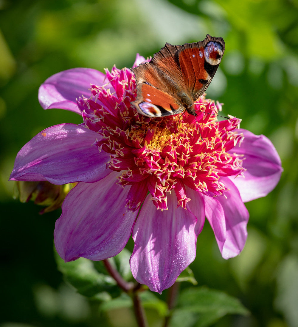 Pollinators Party Dahlia Collection