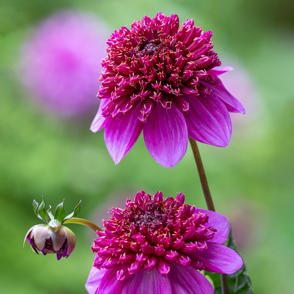 Like Butterflies For Butterflies Dahlia Collection